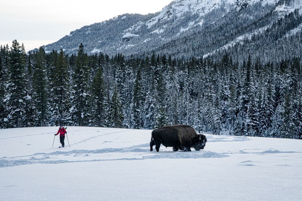 Anne Gilbert Chase returns from ice climbing past the local residents. Yellowstone National Park