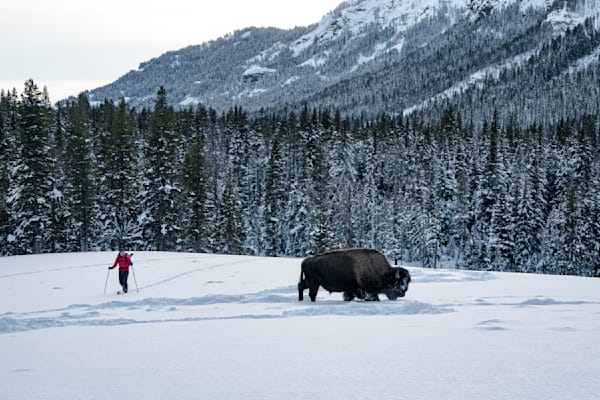 Anne Gilbert Chase returns from ice climbing past the local residents. Yellowstone National Park
