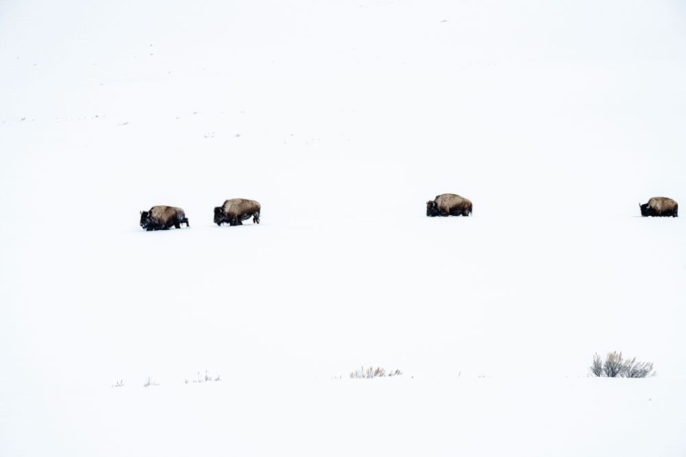 Majestic Bison graze during the winter months. 