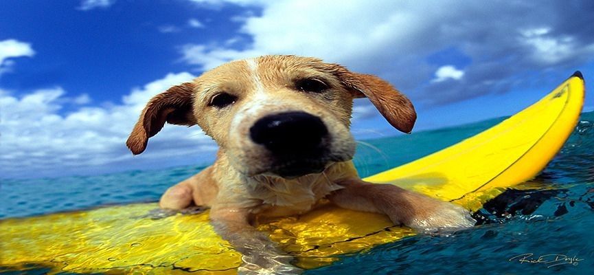 
        <div class='title'>
          Bailey the SurfDog 400
        </div>
       