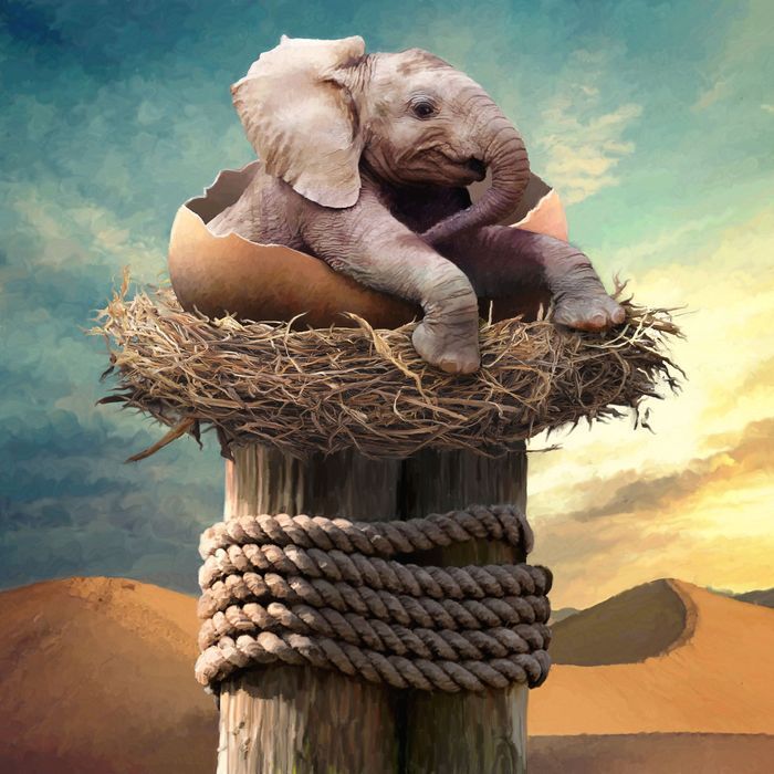 Elephant Nest Art | Leben Art