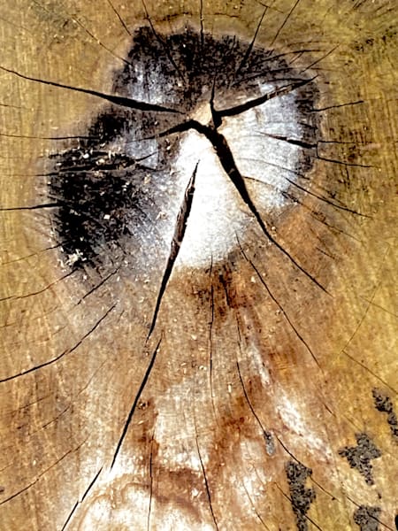 Bark