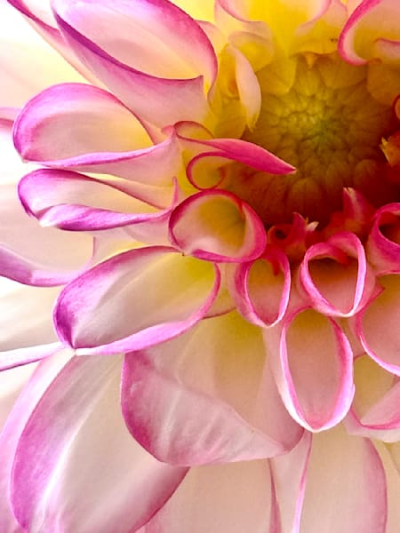 Dahlias