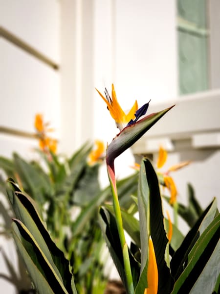 Bird Of Paradise Griffith Observatory Photography Art | Sam Gilliss | Visual Arts