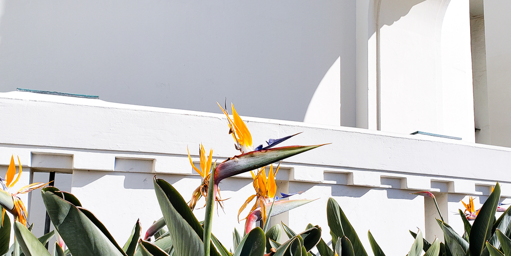 Birds Of Paradise   Griffith Observatory Photography Art | Sam Gilliss | Visual Arts