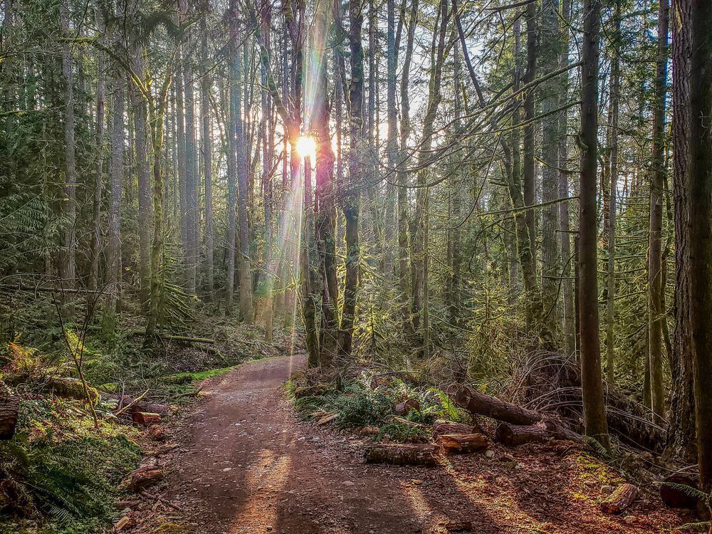 Cougar Mountain Photography Art | Sam Gilliss | Visual Arts