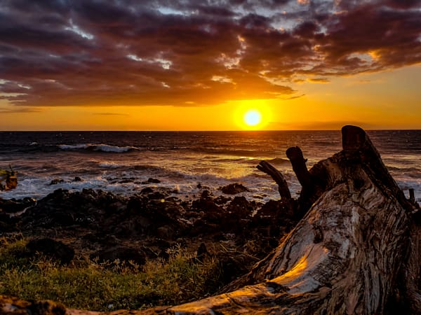 Driftwood Photography Art | Sam Gilliss | Visual Arts