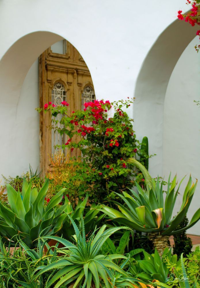 Jardin De Mexico Photography Art | Sam Gilliss | Visual Arts
