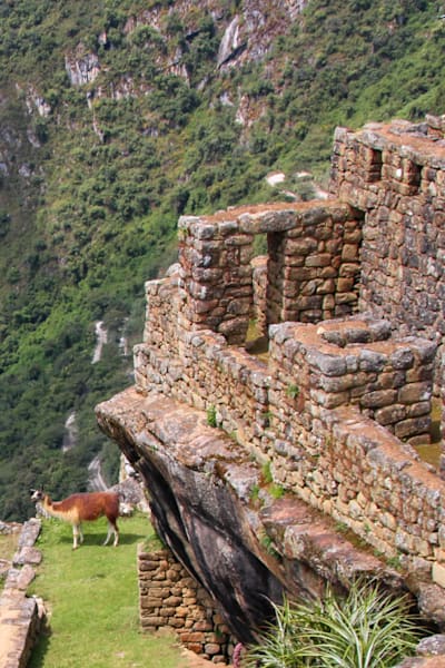 A Llama On The Terraces At Machu Picchu Photography Art | Sam Gilliss | Visual Arts