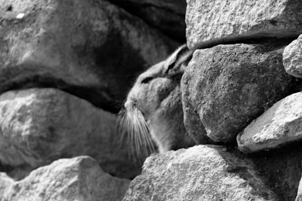 Vizcacha Nestled In Safety ~ Machu Picchu Photography Art | Sam Gilliss | Visual Arts
