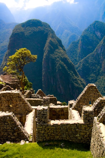 Lone Tree Of Machu Picchu Photography Art | Sam Gilliss | Visual Arts