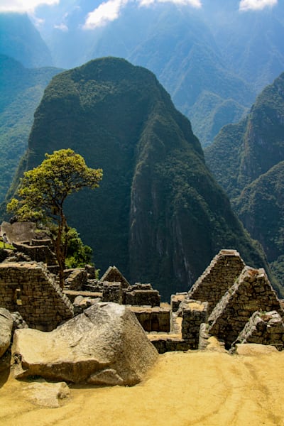 Once Engulfed By The Surrounding Jungle; A Lone Tree Stands In Machu Picchu Photography Art | Sam Gilliss | Visual Arts