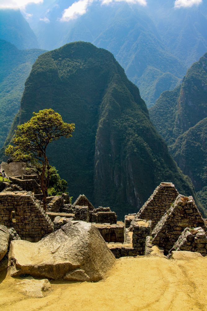 Once Engulfed By The Surrounding Jungle; A Lone Tree Stands In Machu Picchu Photography Art | Sam Gilliss | Visual Arts
