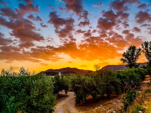 Olives Of Central Spain Photography Art | Sam Gilliss | Visual Arts