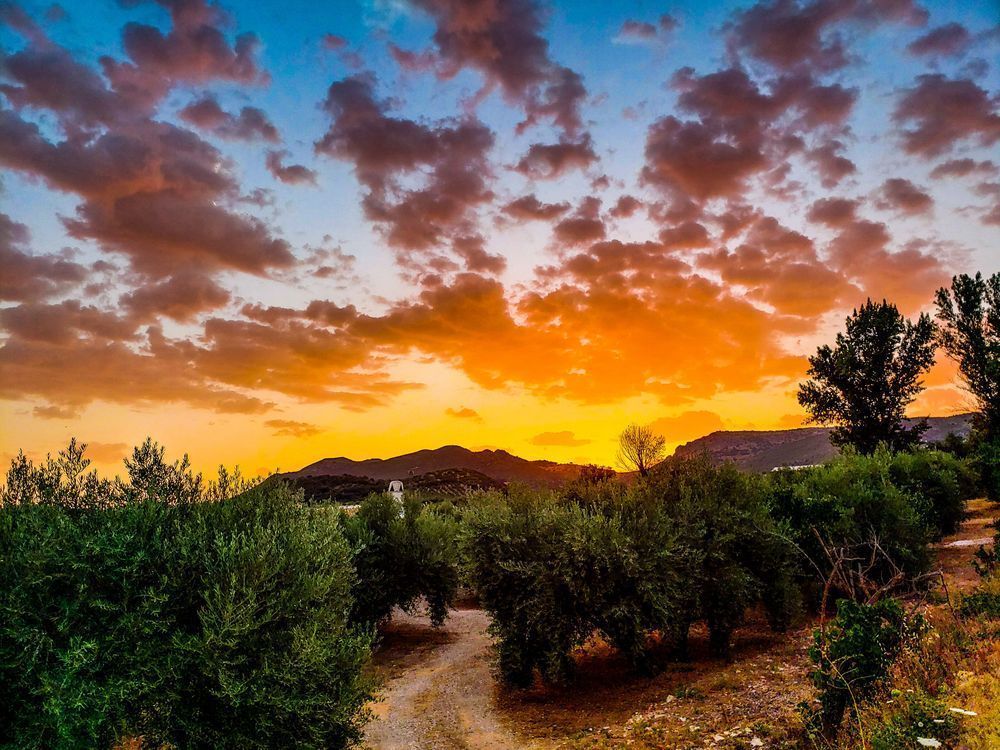 Olives Of Central Spain Photography Art | Sam Gilliss | Visual Arts