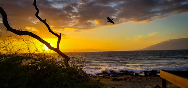 Taking Flight Photography Art | Sam Gilliss | Visual Arts