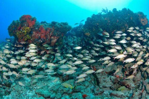 Schools of Fish