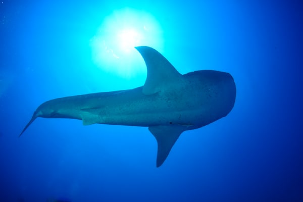 Whale Sharks