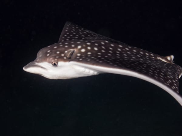 Beautiful Stingrays