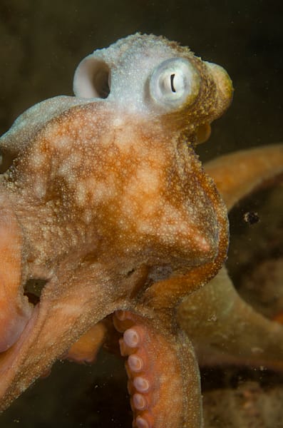 Octopus love
