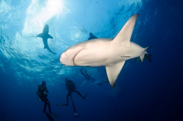 Sharks