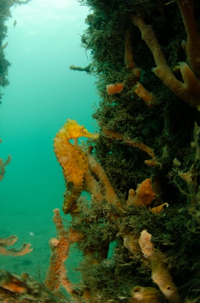 Seahorses 