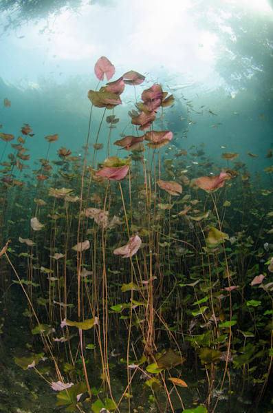Cenote Carwash
