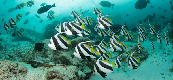 Schools of Fish