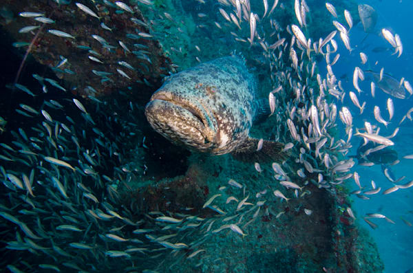 Amazing Goliath Grouper