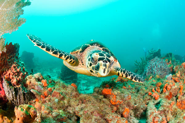 Sea Turtles