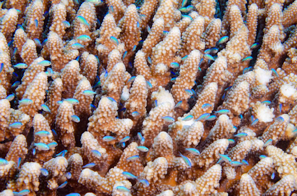 Beautiful Coral Reefs