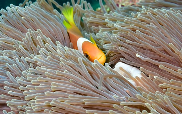Clown Fish