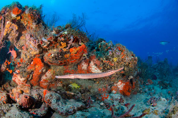 Beautiful Underwater Scenes