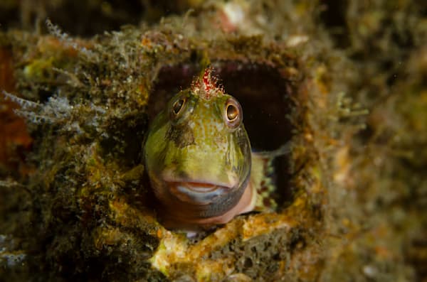 Amazing Bottom Sea life