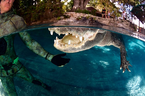Alligators from the water