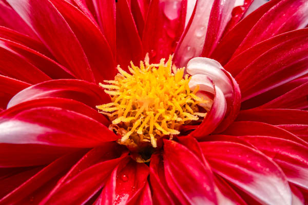 Hello Dahlia