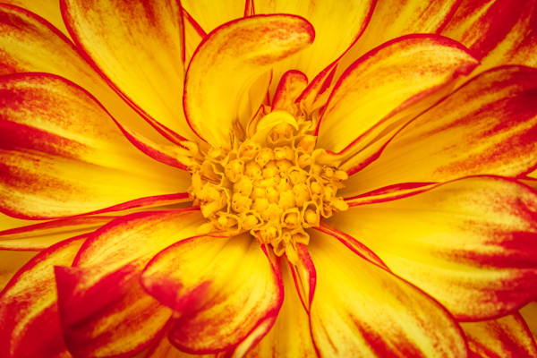 Hello Dahlia