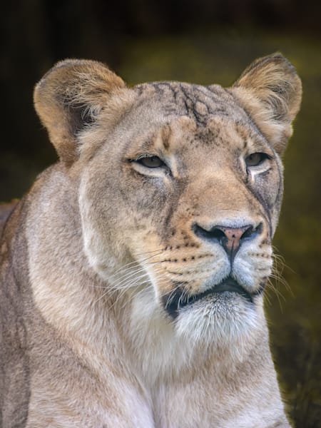 Wildlife