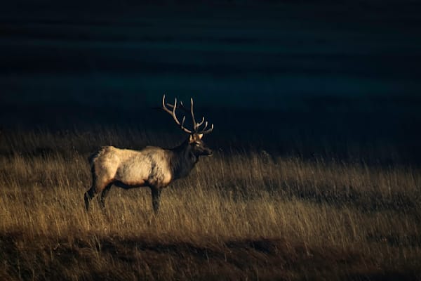 Wildlife