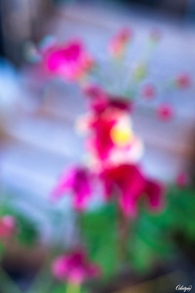 Beautiful Blurrs