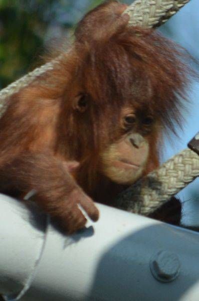 Baby Orangutang Art | Mathew Anderson