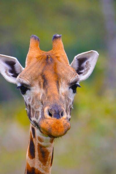 Baby Rothchild  Giraffe Art | Mathew Anderson