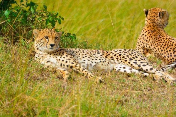 Cheetahs On The Rocks Art | Mathew Anderson
