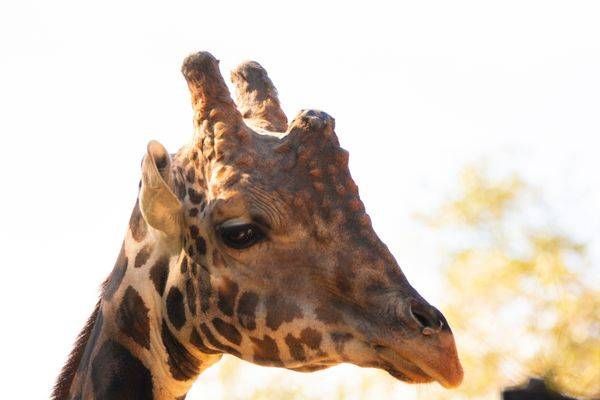 Giraffe Head Art | Mathew Anderson