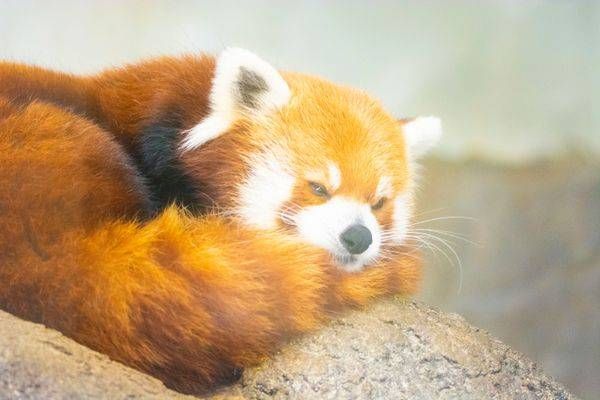 Baby Red Panda Art | Mathew Anderson