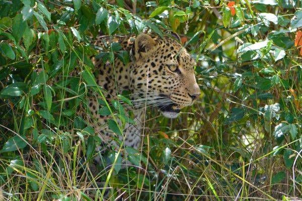 Leopard In The Bush Art | Mathew Anderson