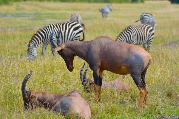 Topi Antelope And Zebras Praying Art | Mathew Anderson