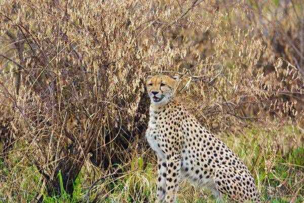Cheetah On Guard Art | Mathew Anderson