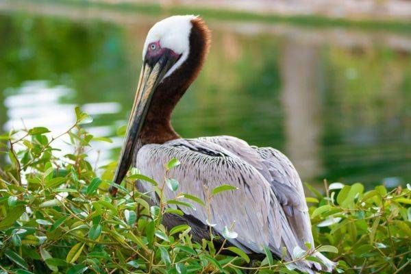 Pelican Art | Mathew Anderson
