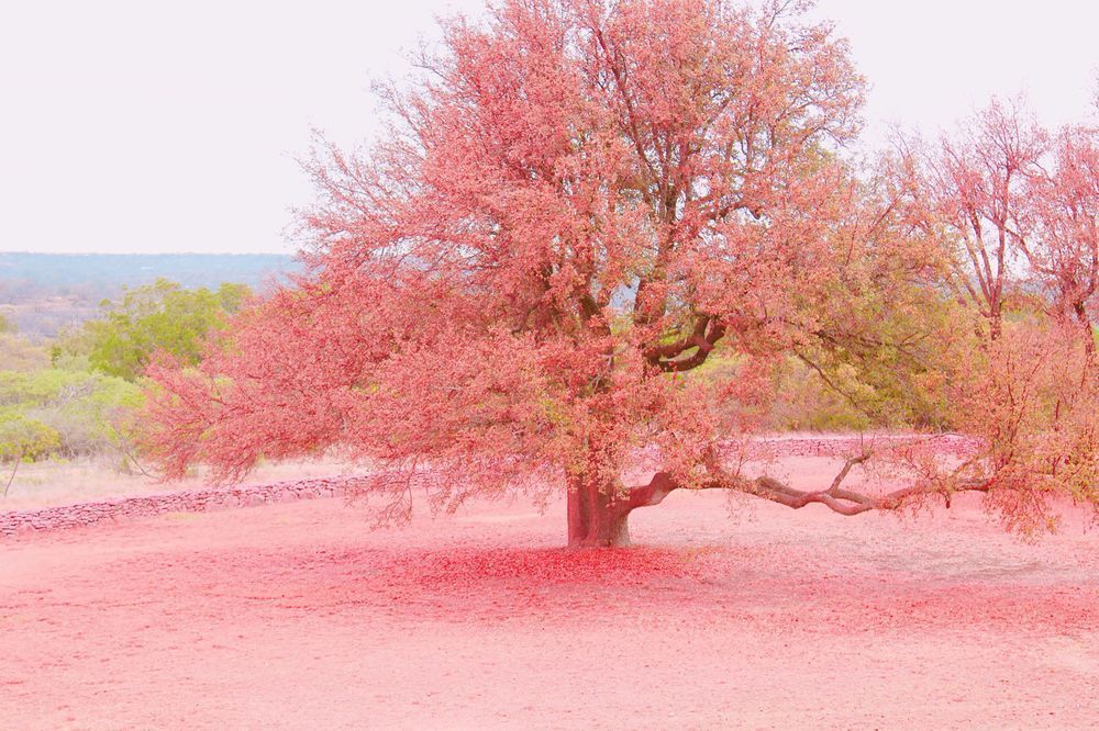 Burned Pink Art | Evynne Caffey Studio
